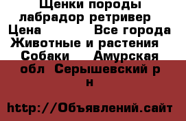 Щенки породы лабрадор ретривер › Цена ­ 8 000 - Все города Животные и растения » Собаки   . Амурская обл.,Серышевский р-н